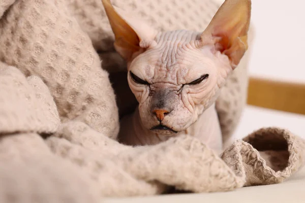 집에서 부드러운 담요에 아름다운 스핑크스 고양이 클로즈업 귀여운 — 스톡 사진