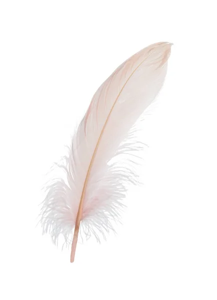 毛绒绒美丽的米色羽毛与白色隔离 — 图库照片