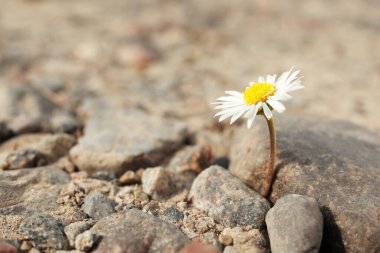 Beautiful flower growing in dry soil, space for text. Hope concept clipart