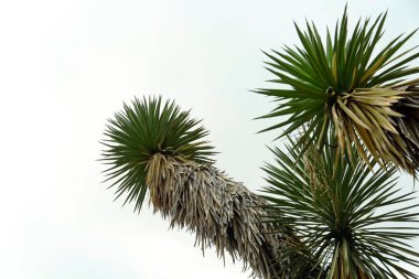 Gökyüzüne karşı güzel Joshua ağacı, alçak açı. Metin için boşluk