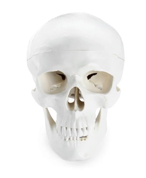 Cráneo Humano Con Dientes Aislados Blanco — Foto de Stock