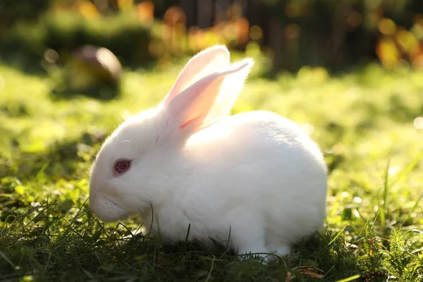 緑の芝生の上でかわいい白いウサギ屋外 — ストック写真