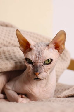 Güzel Sphynx kedisi evde yumuşak battaniyeye sarılı, yakın plan. Sevimli hayvan
