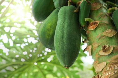Açık havada ağaçta yetişen olgunlaşmamış papaya meyveleri, yakın plan.