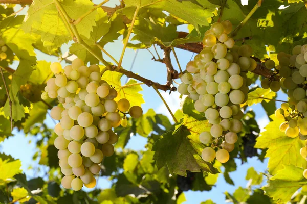 Uvas Saborosas Que Crescem Vinha Dia Ensolarado — Fotografia de Stock