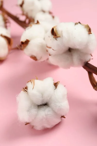 ピンクの背景に美しい綿のふわふわの花 クローズアップ — ストック写真