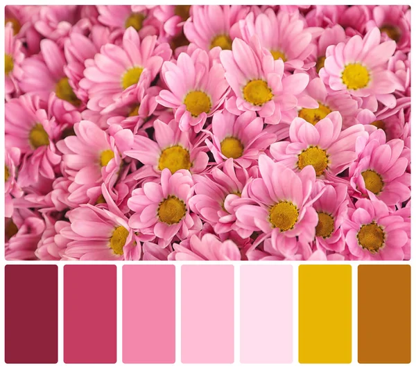 Свежие Цветы Цветовая Палитра Коллаж — стоковое фото