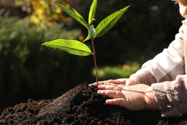 Criança Pequena Plantando Árvore Jovem Jardim Close — Fotografia de Stock