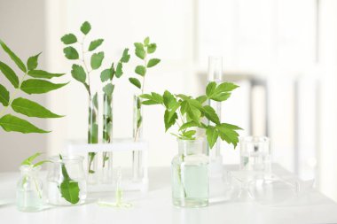Beyaz masadaki bitkilerle dolu laboratuvar camları.