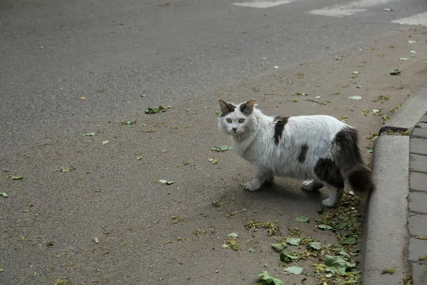 Einsame Streunende Katze Läuft Auf Asphaltierter Straße Freien Platz Für — Stockfoto