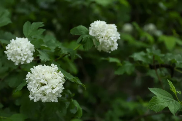 Blühende Hortensienpflanze Mit Schönen Blüten Die Freien Wachsen — Stockfoto