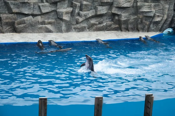 Les Dauphins Nagent Dans Piscine Parc Des Mammifères Marins — Photo