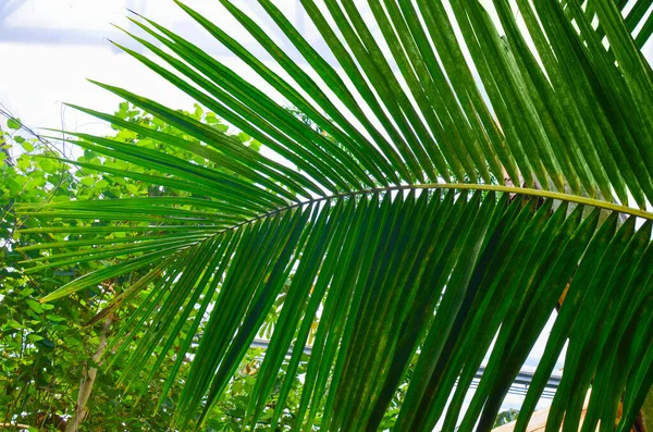 Vacker Palm Växthus Närbild — Stockfoto