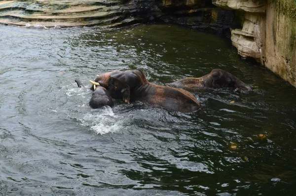 Grupo Elefantes Nadando Piscina Del Recinto Del Zoológico — Foto de Stock