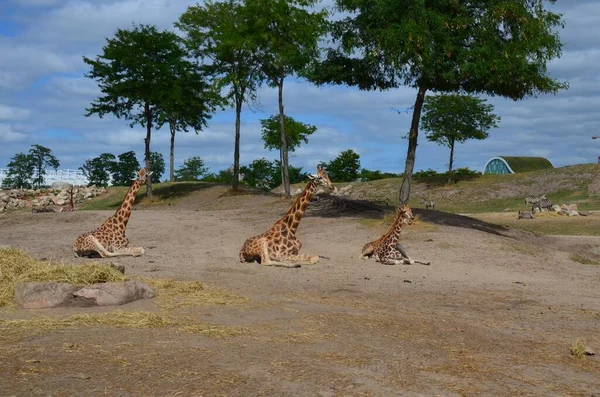 Zsiráfok Csoportja Szabadtéri Szafari Parkban — Stock Fotó