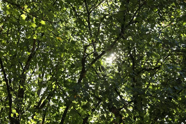Krásný Strom Čerstvými Zelenými Listy Rostoucí Venku Slunečného Dne — Stock fotografie