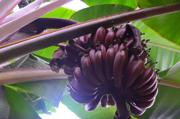 Красиве Бананове Дерево Фруктами Низький Кут Зору — стокове фото