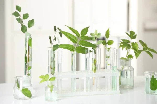 stock image Laboratory glassware with plants on white table