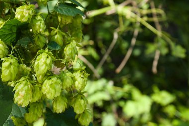 Açık havada taze yeşil zıpzıp yetişiyor, yakın plan.