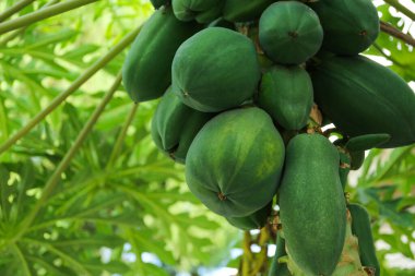 Açık havada ağaçta yetişen olgunlaşmamış papaya meyveleri, yakın plan. Metin için boşluk