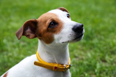 Sarı köpek tasmalı güzel Jack Russell Terrier.