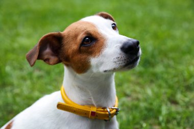 Beautiful Jack Russell Terrier in yellow dog collar outdoors clipart