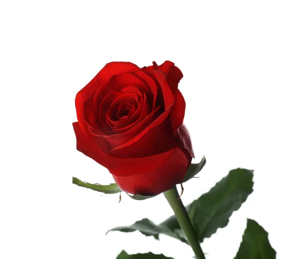 Ανθισμένο Κόκκινο Τριαντάφυλλο Απομονώθηκε Στο Λευκό Όμορφο Λουλούδι — Φωτογραφία Αρχείου