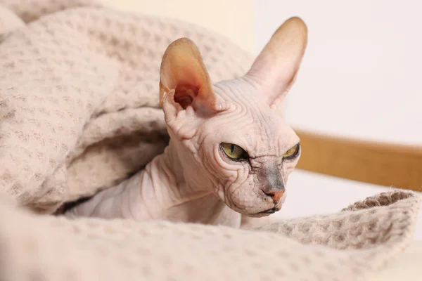 漂亮的Sphynx猫包裹在柔软的毛毯中在家里 可爱的宠物 — 图库照片
