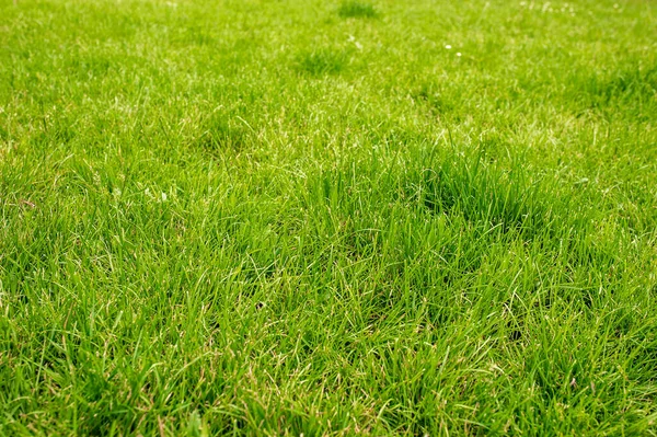 Beautiful Lawn Many Grass Growing Outdoors Background — Stock Photo, Image