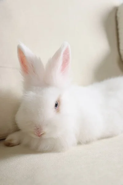 ソファの上のふわふわの白いウサギ かわいいペット — ストック写真