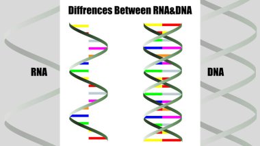 RNA ve DNA arasındaki farkları gösteren poster. Görüntü