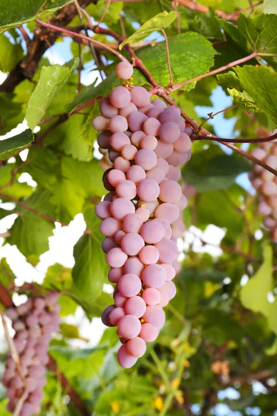 葡萄园的枝条上生长着美味的葡萄 — 图库照片