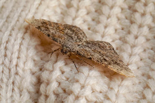 Alcis Repandata Moth Beige Knitted Sweater Closeup — Stock Photo, Image