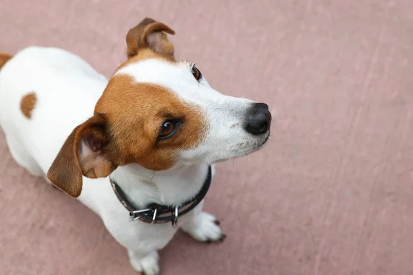 屋外の黒い革の犬の襟で美しいジャック ラッセル テリア テキストのスペース — ストック写真