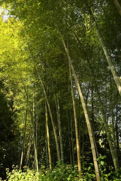 Ormanda yetişen güzel yeşil bambu bitkileri