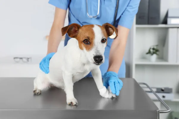 兽医在诊所的餐桌上用绷带包扎狗的爪子 — 图库照片