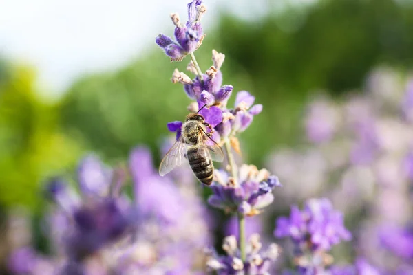Detailní Pohled Krásné Levandulové Květy Včelami Poli Slunečný Den — Stock fotografie