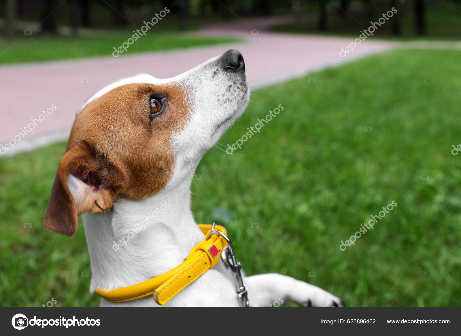 Schöner Jack Russell Terrier Gelben Hundehalsband Freien Raum Für