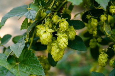 Açık havada taze yeşil zıpzıp yetişiyor, yakın plan.