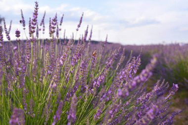 Beautiful blooming lavender plants growing in field, closeup