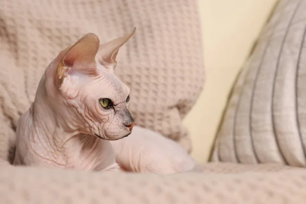 美しいスフィンクス猫は家でソファでリラックスし テキストのためのスペースで閉じます 可愛いペット — ストック写真