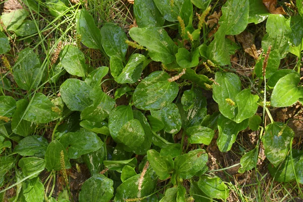 Beautiful Green Broadleaf Plantain Plants Growing Outdoors — Stock Photo, Image