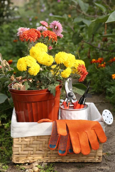 Wiklinowy Kosz Rękawiczkami Ogrodniczymi Kwiatami Doniczkowymi Narzędziami Zewnątrz — Zdjęcie stockowe