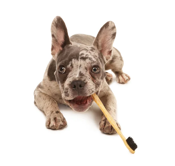 Leuke Franse Bulldog Met Tandenborstel Witte Achtergrond — Stockfoto