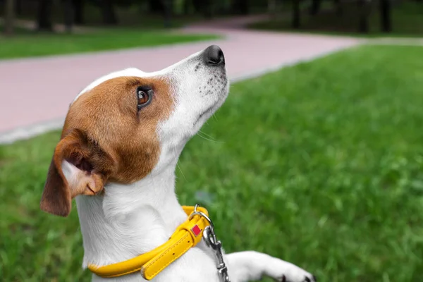 屋外で黄色の犬の襟で美しいジャック ラッセル テリア テキストのスペース — ストック写真