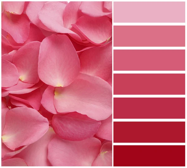 Свіжі Рожеві Пелюстки Троянд Кольорова Палітра Колаж — стокове фото