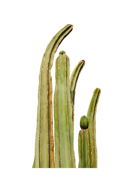 Krásné Zelené Kaktusy Saguaros Bílém Pozadí — Stock fotografie