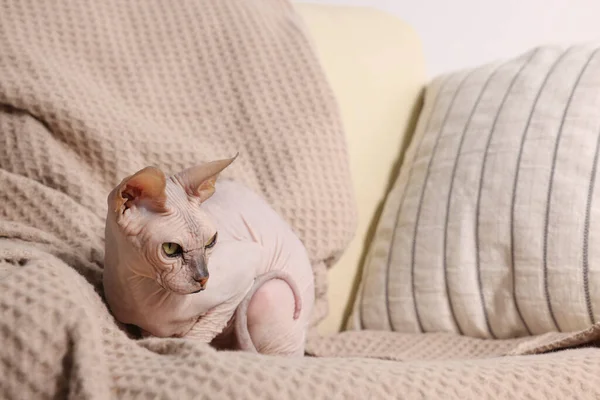 아름다운 스핑크스 고양이는 소파에서 휴식을 취하고 텍스트를 공간을 합니다 귀여운 — 스톡 사진