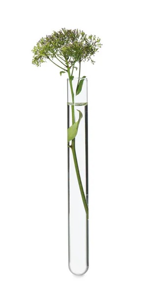 Green Plant Test Tube White Background — Stockfoto
