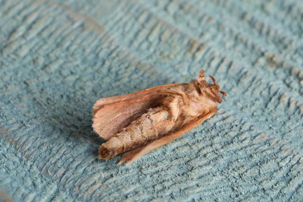 Brown Common Clothing Moth Light Textured Background Closeup — Stock Photo, Image